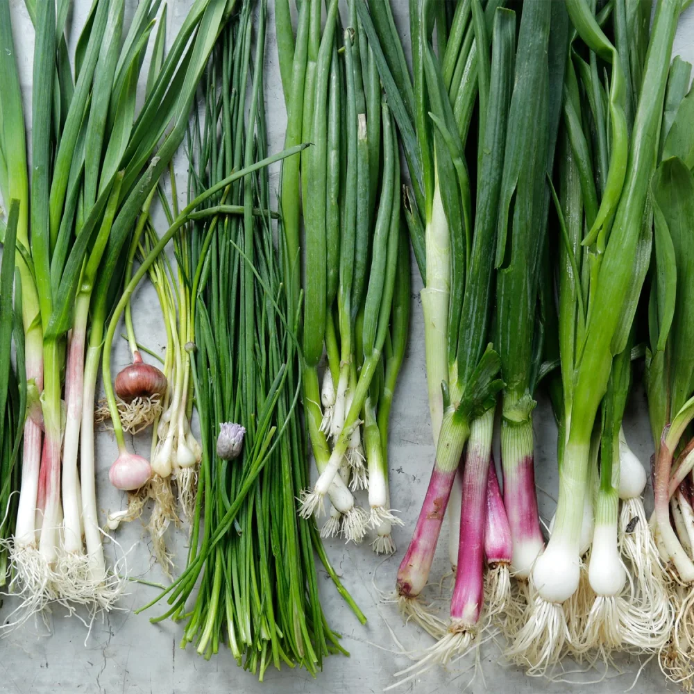 Leek spring onions