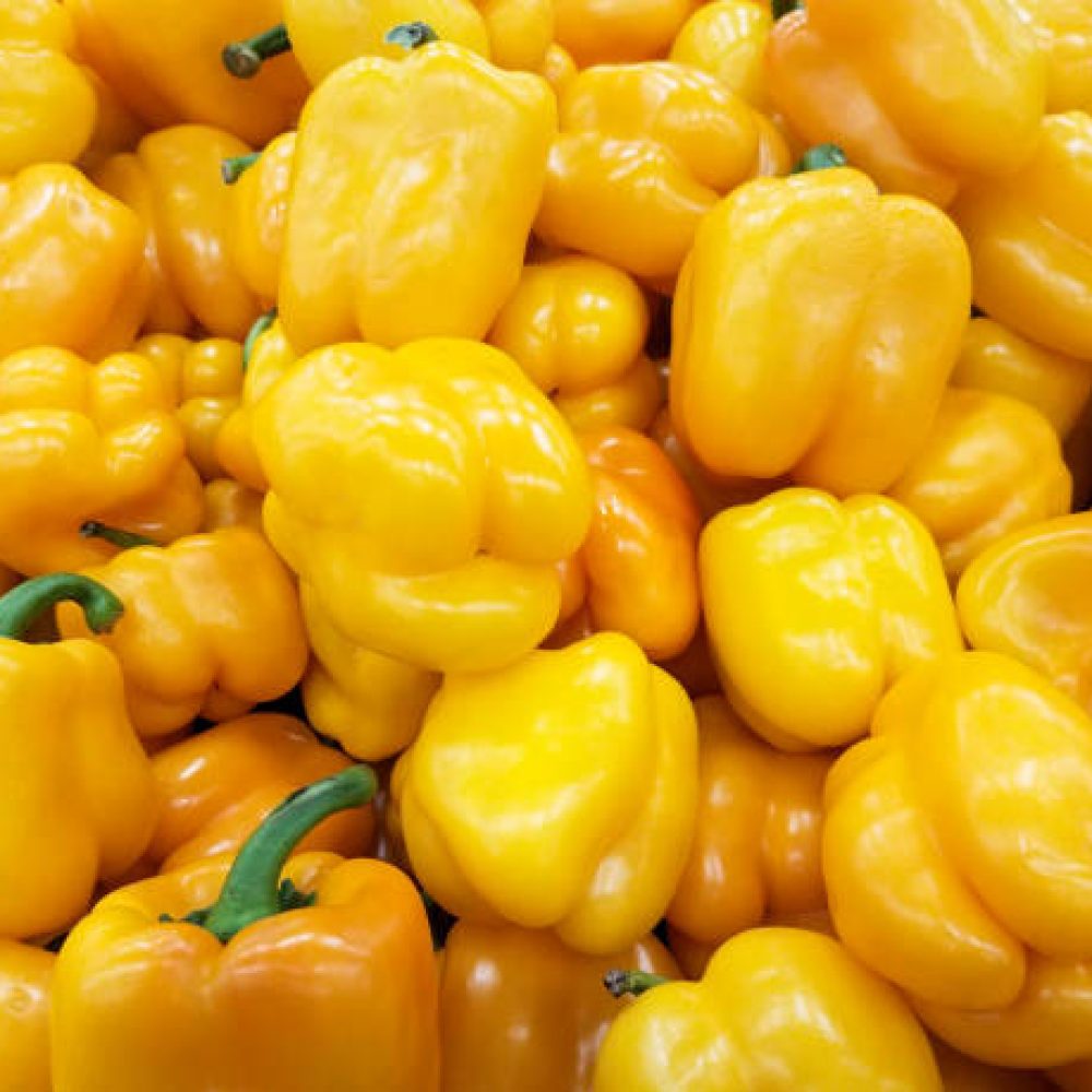 Close up of a large group of yellow bell peppers.