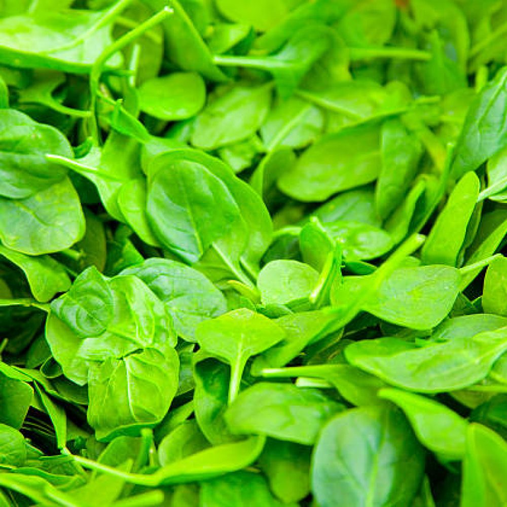 Bin of Fresh, Green Baby Spinach at a Farmer's Market (3640)